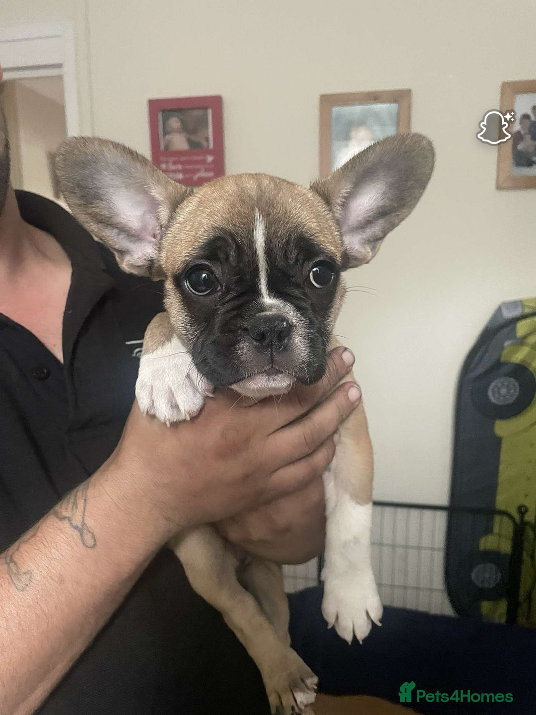 French Bulldog dogs for sale: French bulldog - Image 29