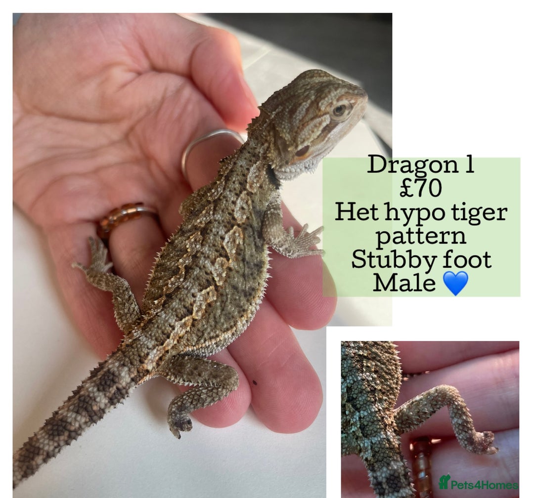 Bearded Dragon reptiles for sale: Hypo Baby Bearded Dragons - Image 11