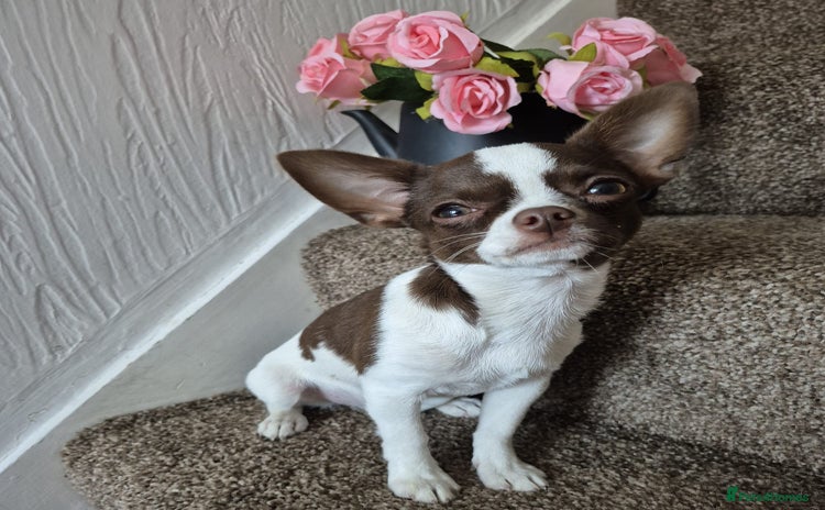 Chihuahua dogs in Dagenham - Advert 1