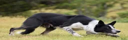 Border Collie dogs for sale: QUALITY BORDER COLLIE PUPPIES CHAMPION LINES in Cardiff - Advert 27
