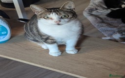 British Shorthair cats for sale: mixed tabby, black and white kittens  - Image 21