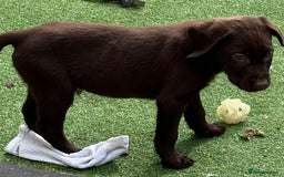 Labrador Retriever dogs for sale: Chunky chocolate 🍫 lab puppy’s girls only  - Image 8