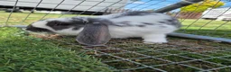 French Lop rabbits for sale: Male Lop in Romney Marsh - Advert 2