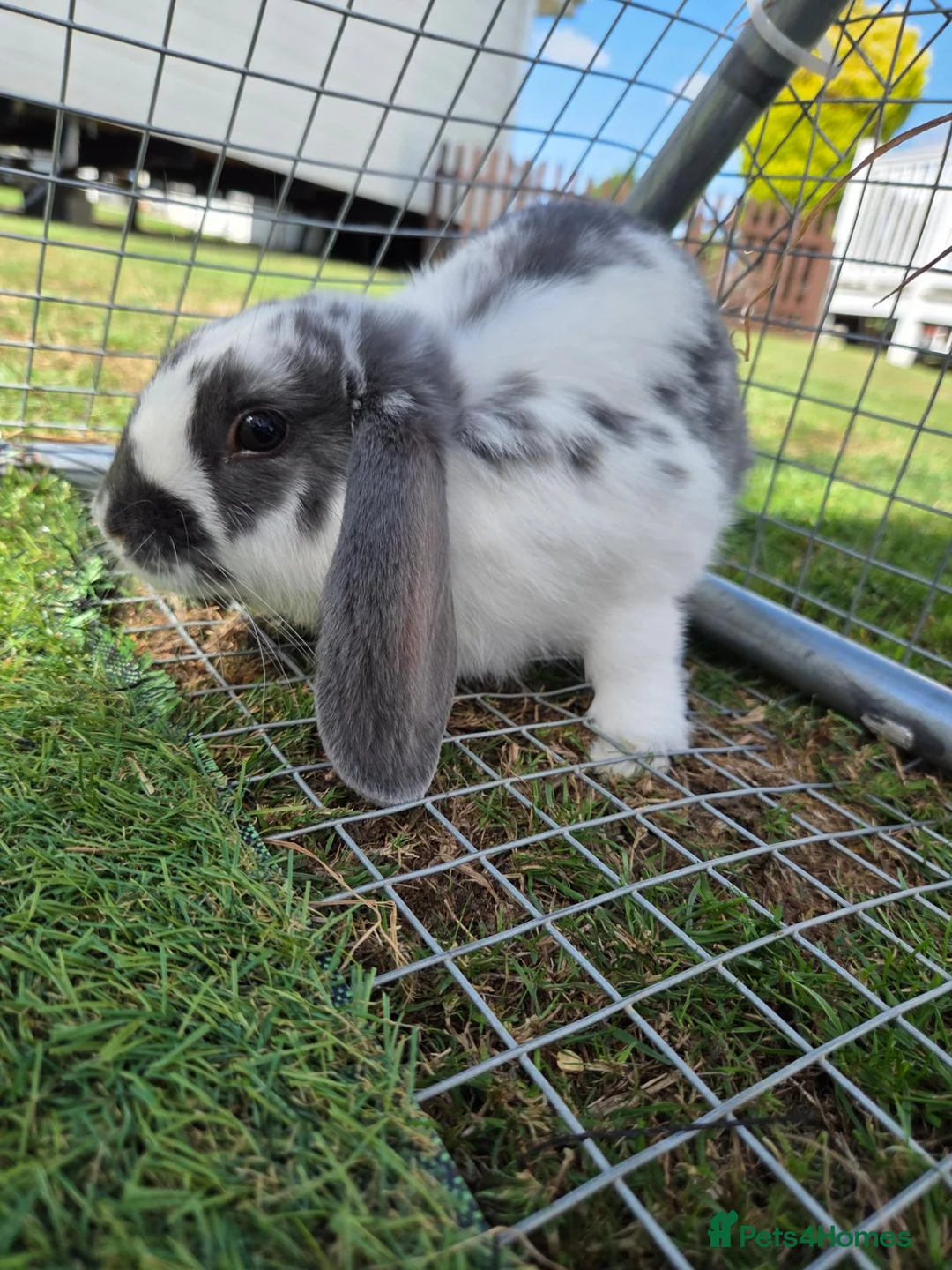 French Lop rabbits for sale: Male Lop in Romney Marsh - Advert 2
