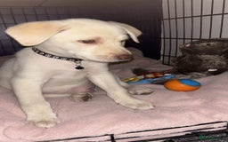 Mixed Breed dogs for sale: Labrador Husky - Image 9