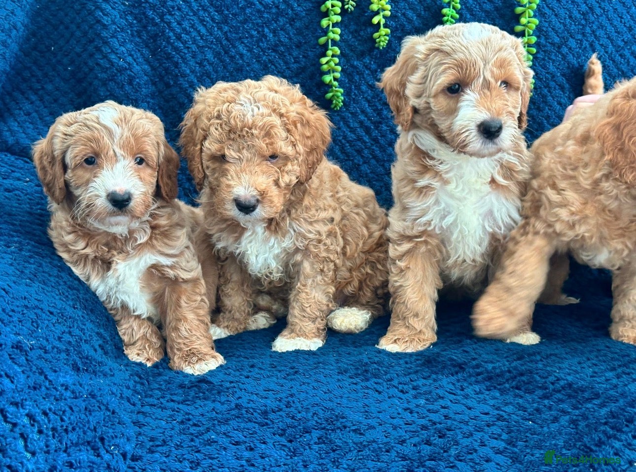 Australian Labradoodle dogs Pure Australian labradoddle  - Advert 2