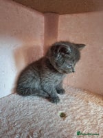 Mixed Breed cats - Advert 10