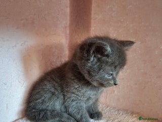 Mixed Breed cats - Advert 2