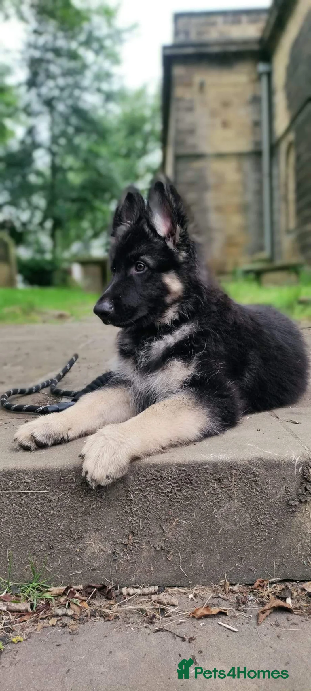 German Shepherd dogs for stud: Chunky GSD male for stud  in Redcar - Advert 15