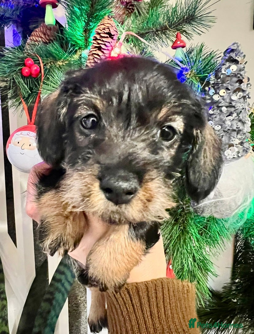 Miniature Dachshund dogs Miniature wirehaired daschunds - Advert 3