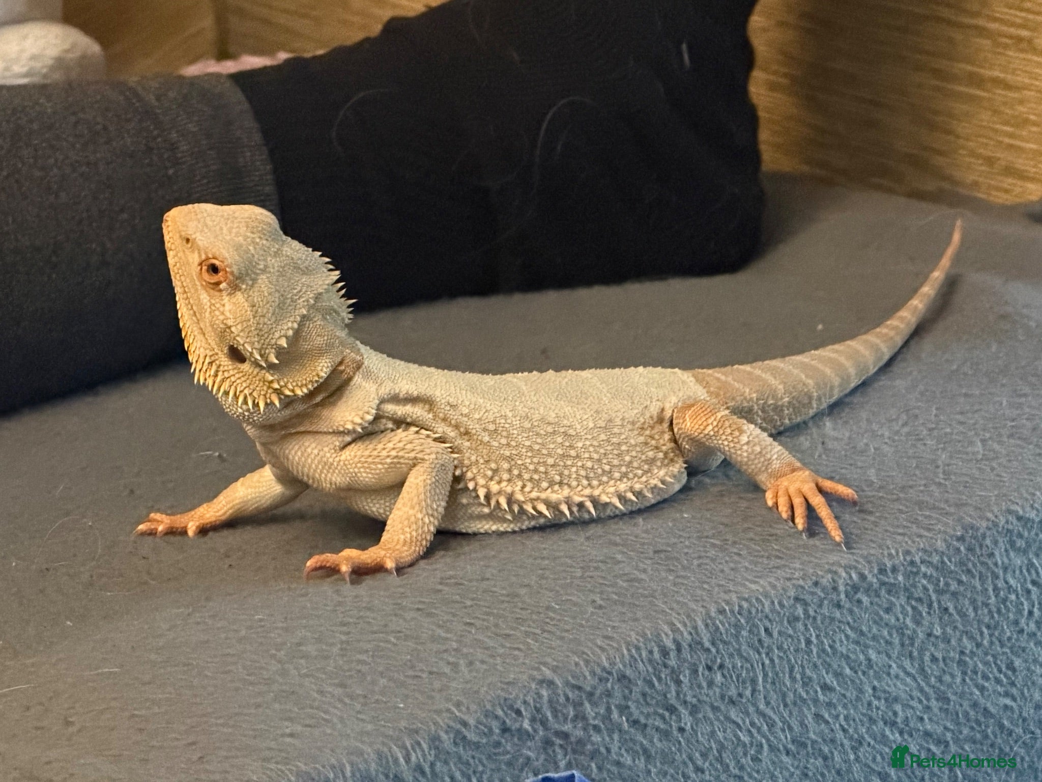 Bearded Dragon reptiles Breaded dragon + viv for sale - Advert 1