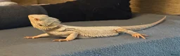 Bearded Dragon reptiles for sale: Breaded dragon + viv for sale - Advert 1