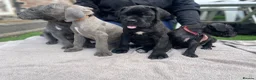 Cane Corso dogs for sale: Outstanding ICCF Cane Corso Pups, Family-Guardians - Advert 10