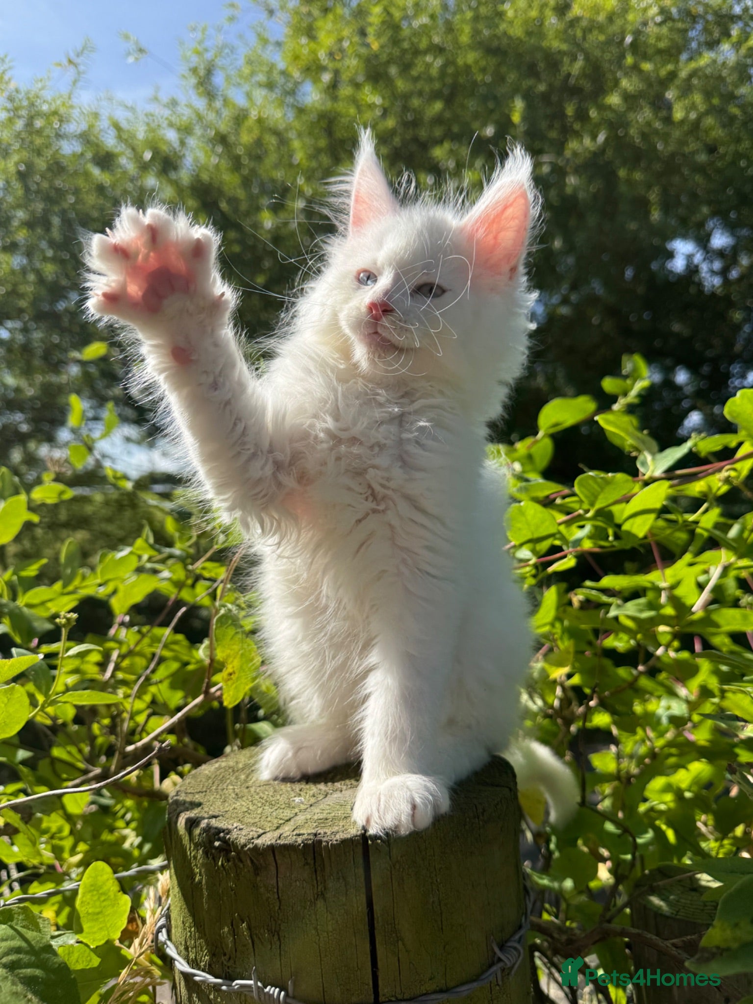 Maine Coon cats ANDERPRIDE has new Cub arrivals  - Advert 1