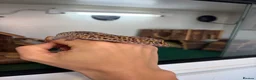 Leopard Gecko reptiles for sale: 2 Female Leopard Geckos + Full Setup  in Southampton - Advert 4