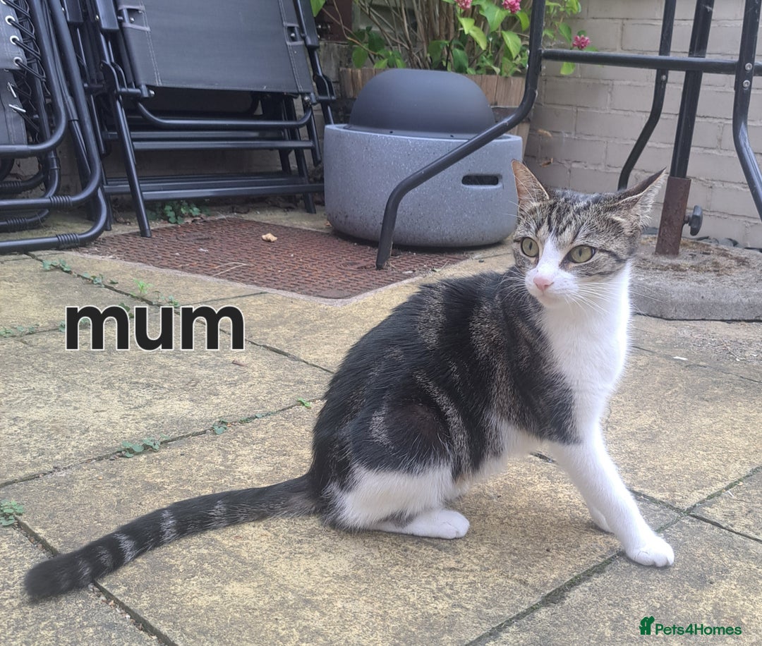 Domestic Shorthair cats for sale: Cute kittens for sale - Image 3
