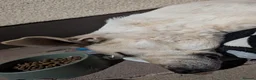 Mixed Breed dogs for adoption: 🚨URGENT FOSTER/ FOSTER TO ADOPT HOME NEEDED VEGA in Hengoed - Advert 2