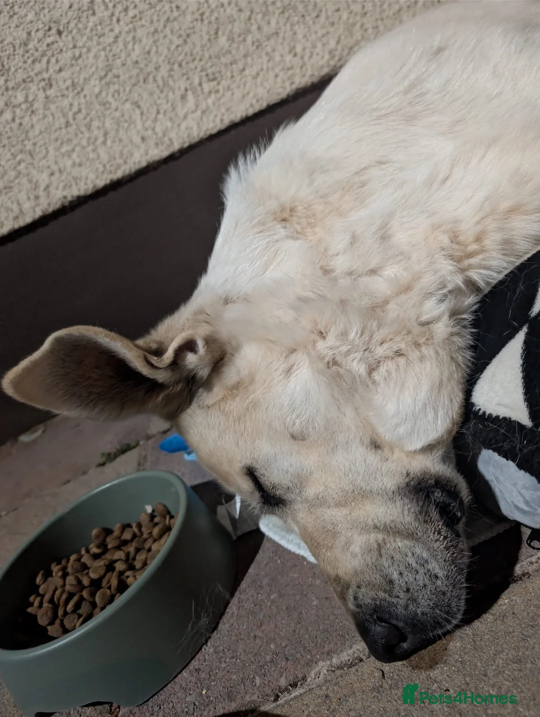Mixed Breed dogs for adoption: 🚨URGENT FOSTER/ FOSTER TO ADOPT HOME NEEDED VEGA in Hengoed - Advert 2