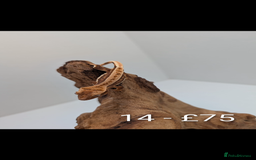 Gecko reptiles for sale: Beautiful baby crested geckos! - Image 13