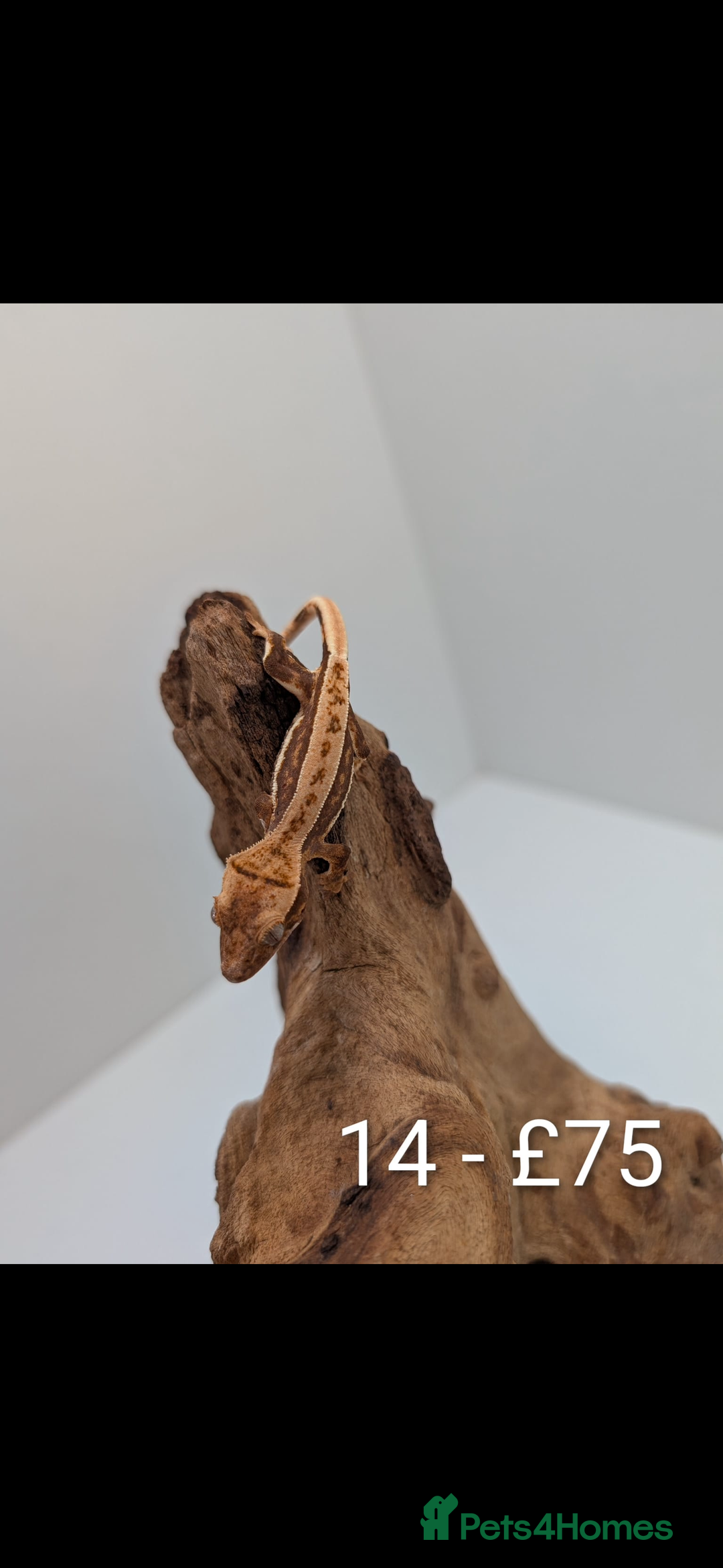 Gecko reptiles for sale: Beautiful baby crested geckos! - Image 13