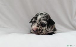 Mixed Breed dogs for sale: Bullador puppies - Image 2