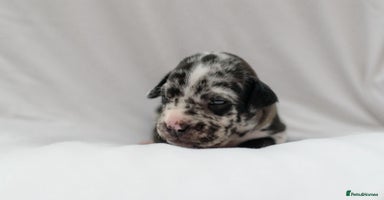 Mixed Breed dogs - Advert 7
