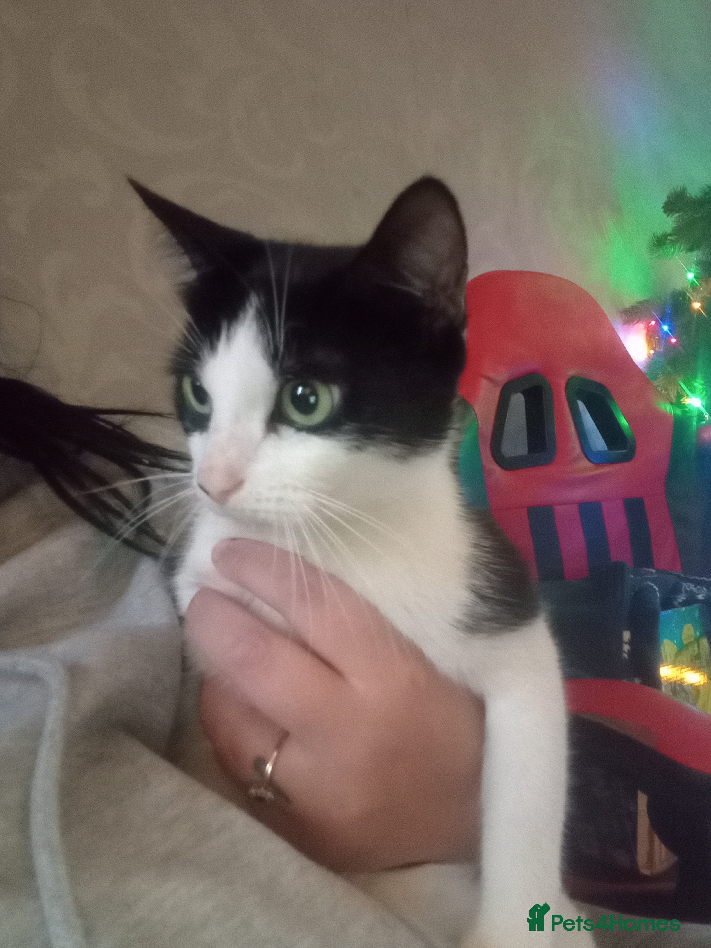 Mixed Breed rabbits Cat for rehoming  - Advert 18