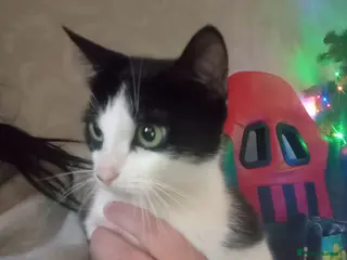 Mixed Breed rabbits Cat for rehoming - Advert 18