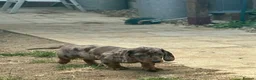 Miniature Dachshund dogs for sale: Miniature dachshunds  - Advert 8