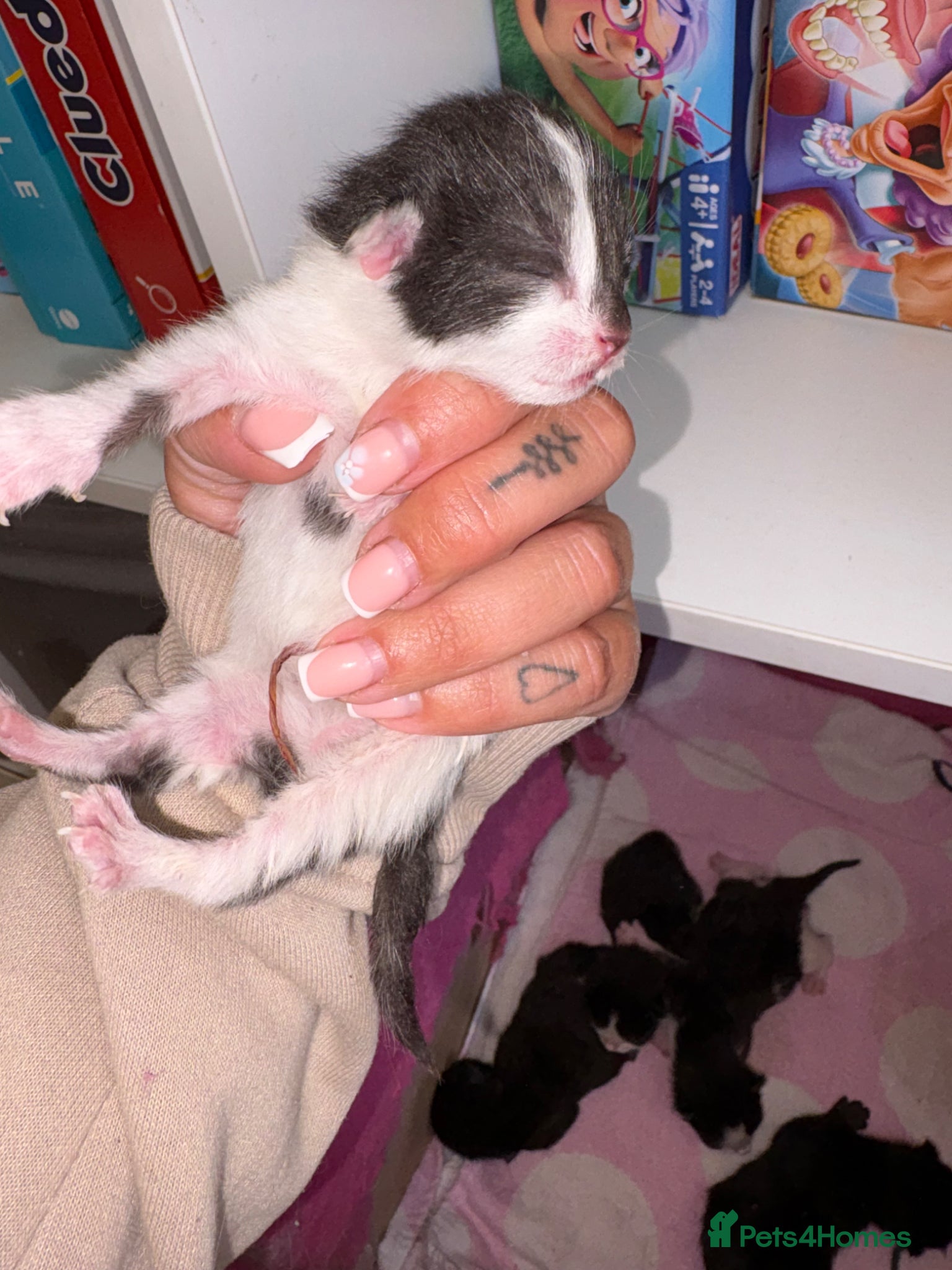 Mixed Breed cats for sale: Beautiful kittens  - Advert 3