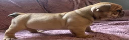 English Bulldog dogs for sale: Old English Bulldog Puppies  - Advert 3