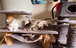 Toyger cats for sale: Adorable kitten  - Image 2