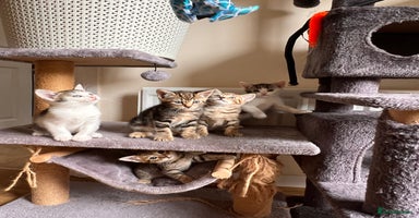Toyger cats - Advert 12