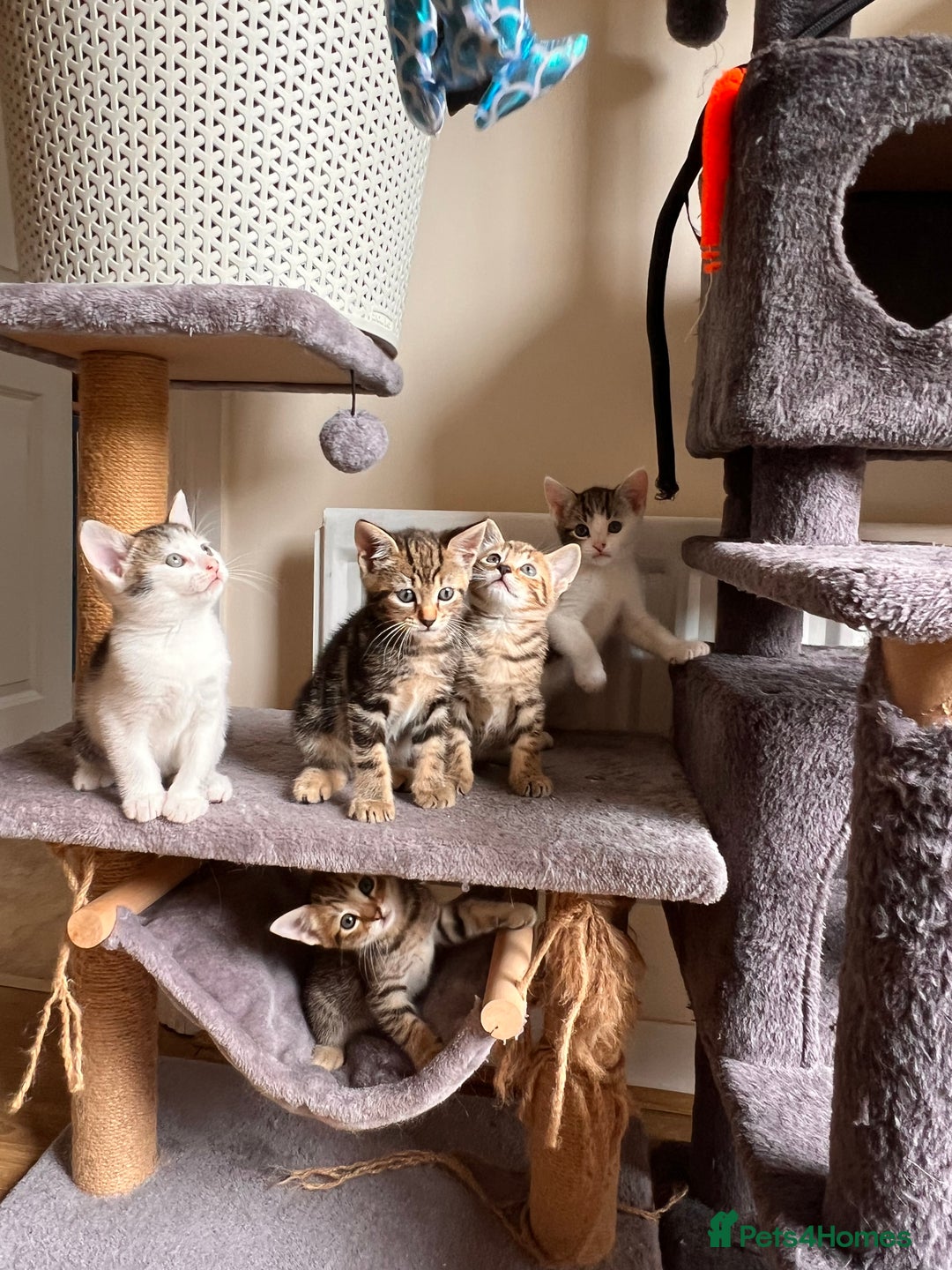 Toyger cats for sale: Adorable kitten  - Image 2