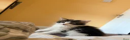 Mixed Breed cats for sale: Beautiful fluffy kittens  - Advert 7