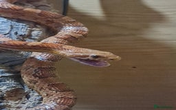 Corn Snake reptiles for sale: FREE corn snake and vivarium! - Advert 4
