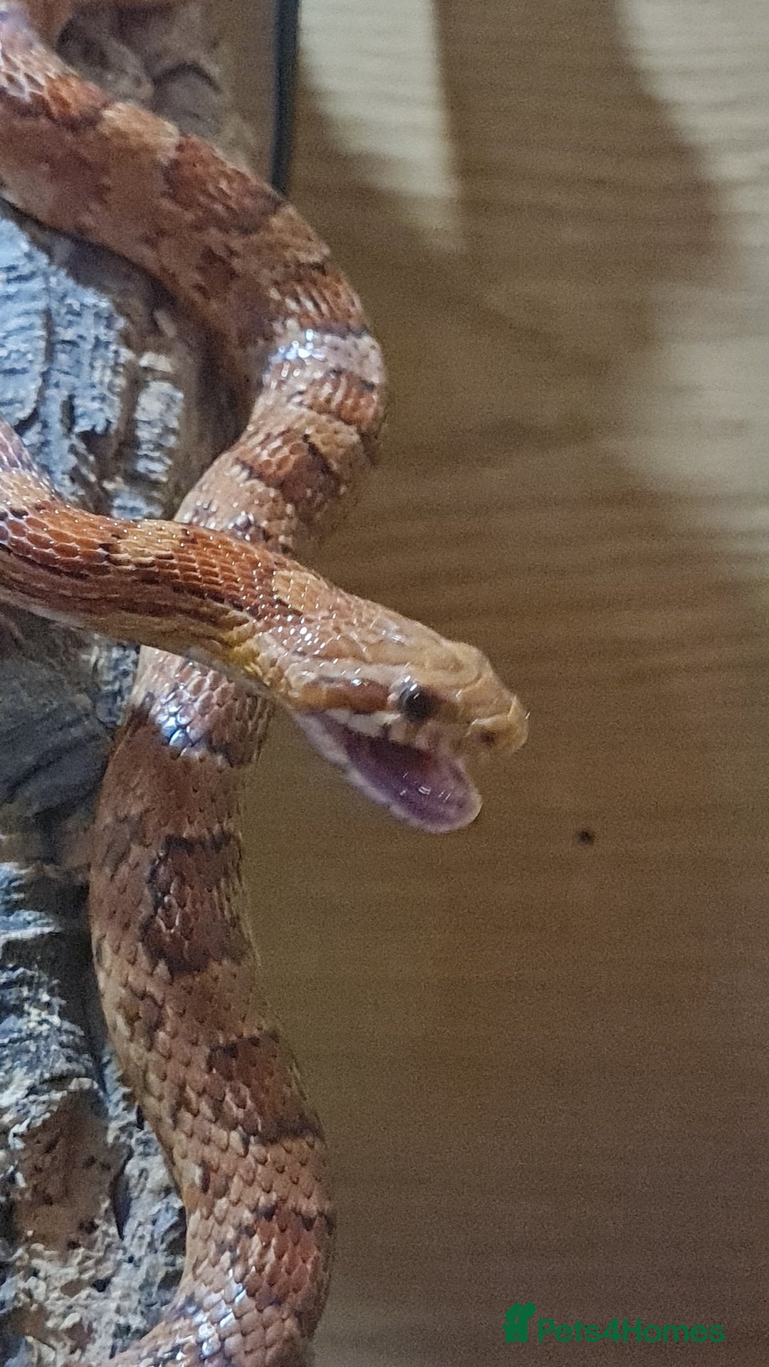 Corn Snake reptiles for sale: FREE corn snake and vivarium! - Advert 4