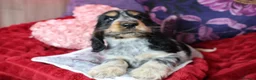 Cocker Spaniel dogs for sale: Extensively Health Tested, Top Quality pedigree  - Advert 6