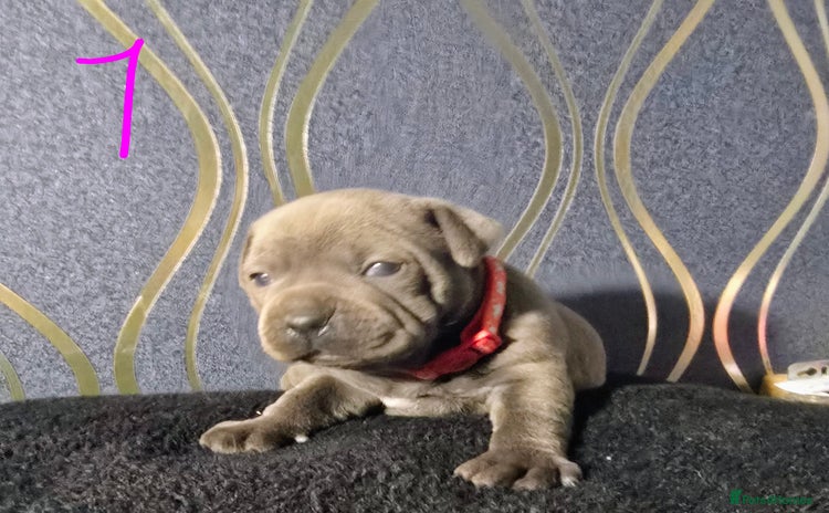 Staffordshire Bull Terrier dogs - Advert 2