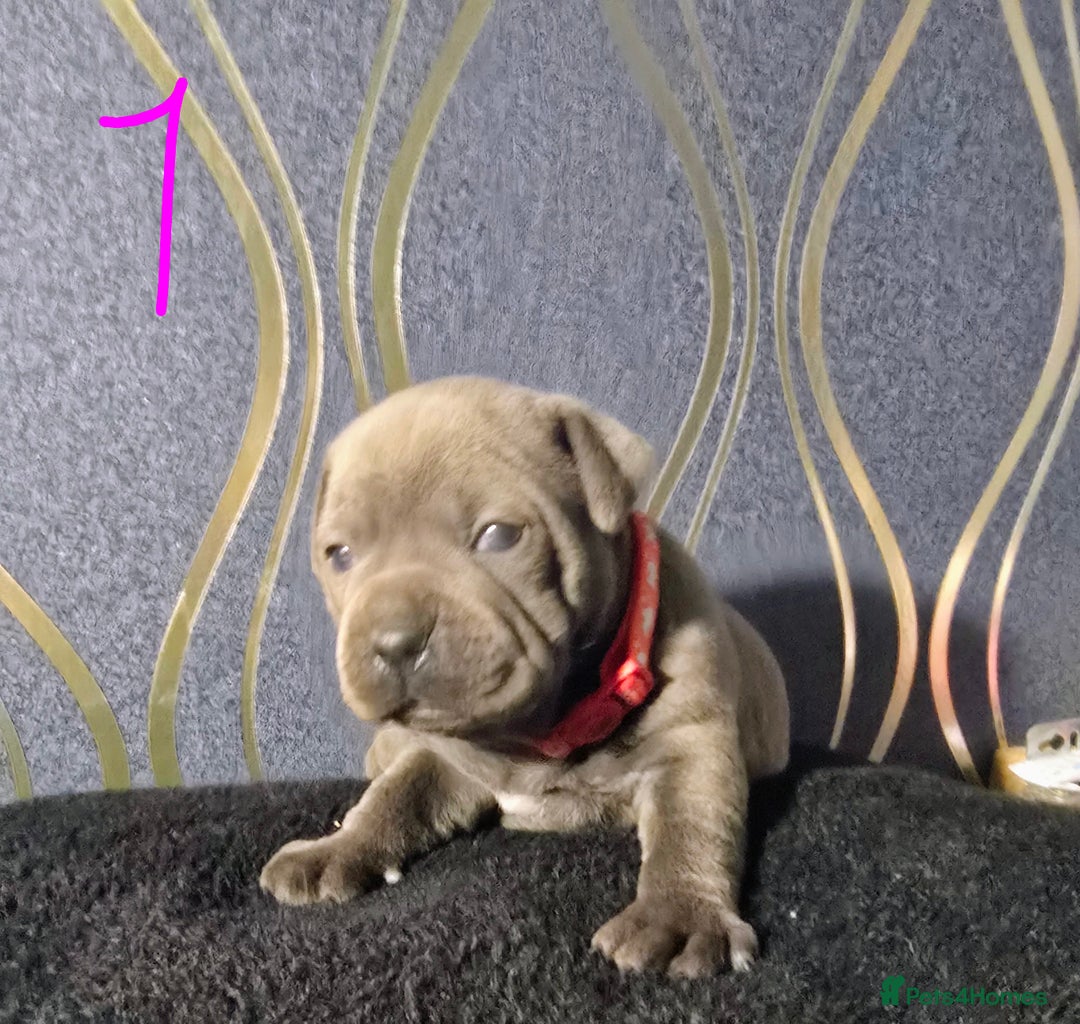 Staffordshire Bull Terrier dogs for sale: Stunning Staffordshire bull terrier pups  - Image 1