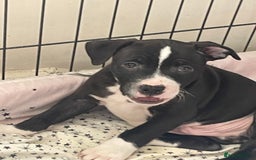 Staffordshire Bull Terrier dogs for sale: Sold  - Image 25