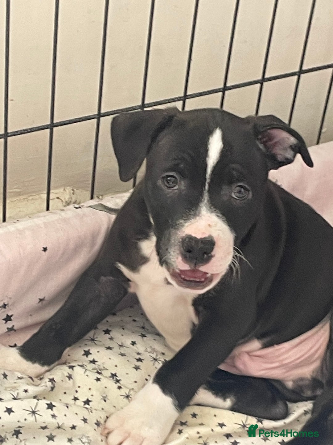 Staffordshire Bull Terrier dogs for sale: Sold  - Image 25