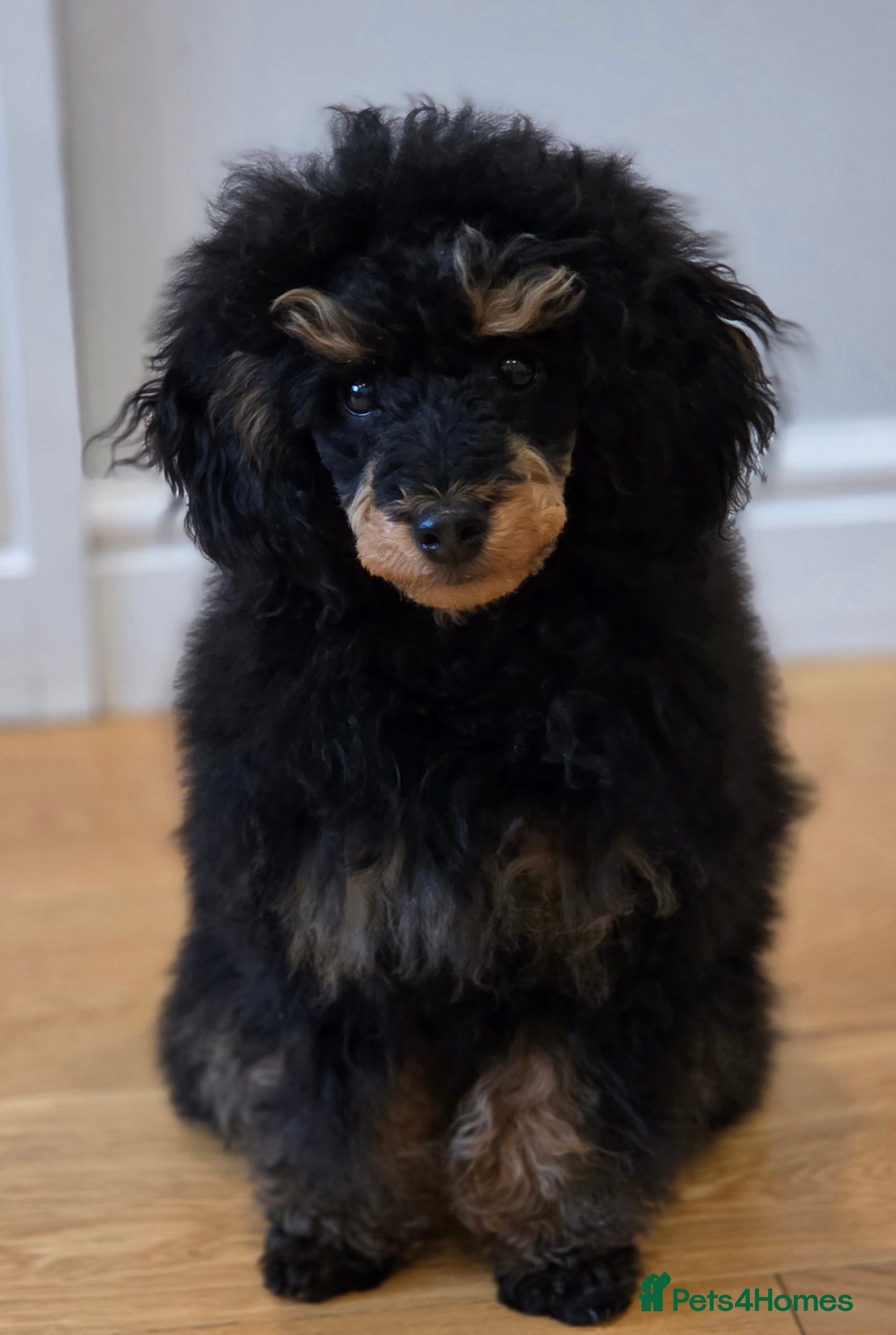 Toy Poodle dogs KC reg male phantom toy poodle - Advert 9