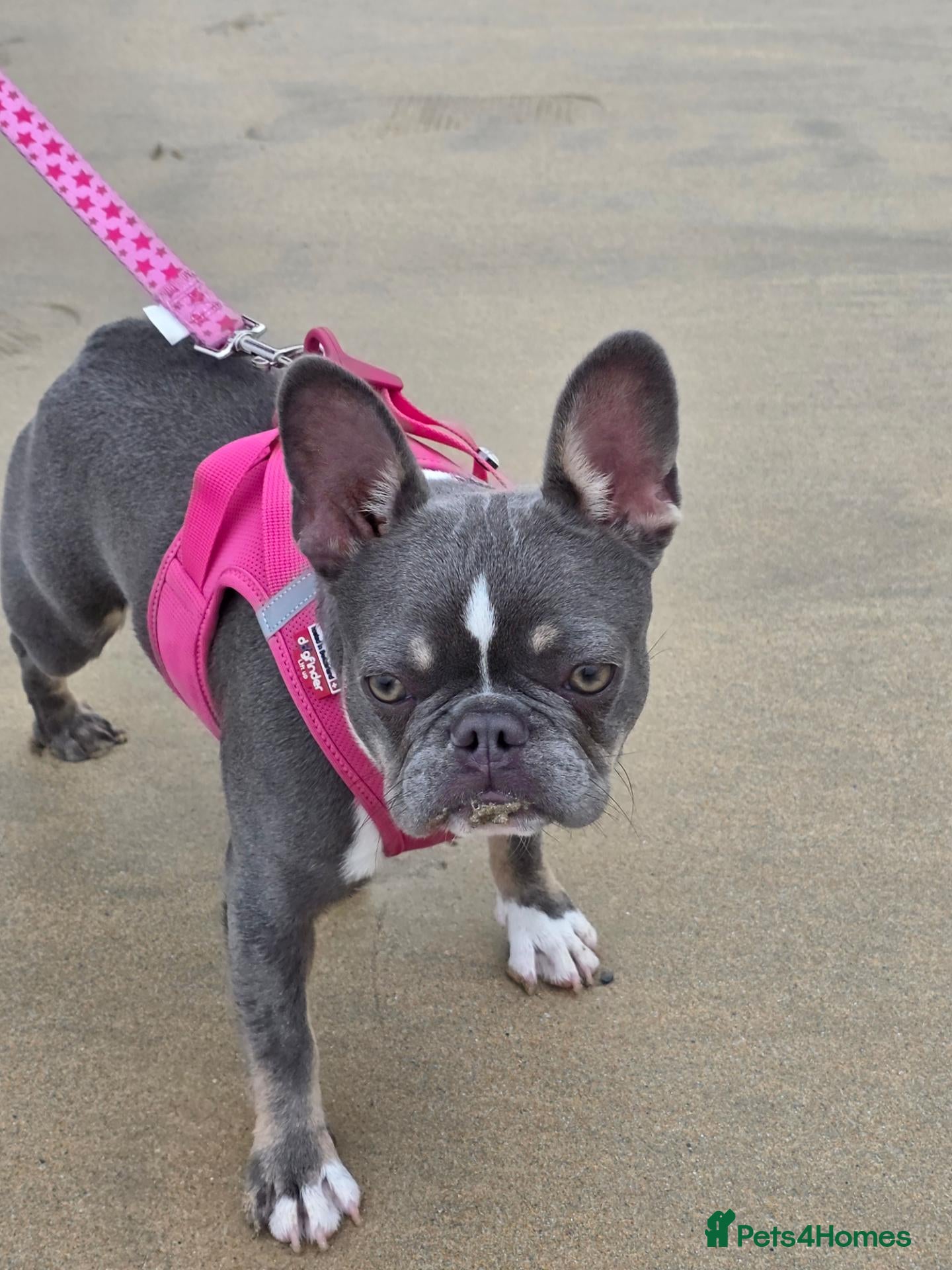 French Bulldog dogs 8 month old French bulldog - Advert 5
