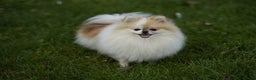 Pomeranian dogs for sale: Two cuties are looking for home  - Advert 20