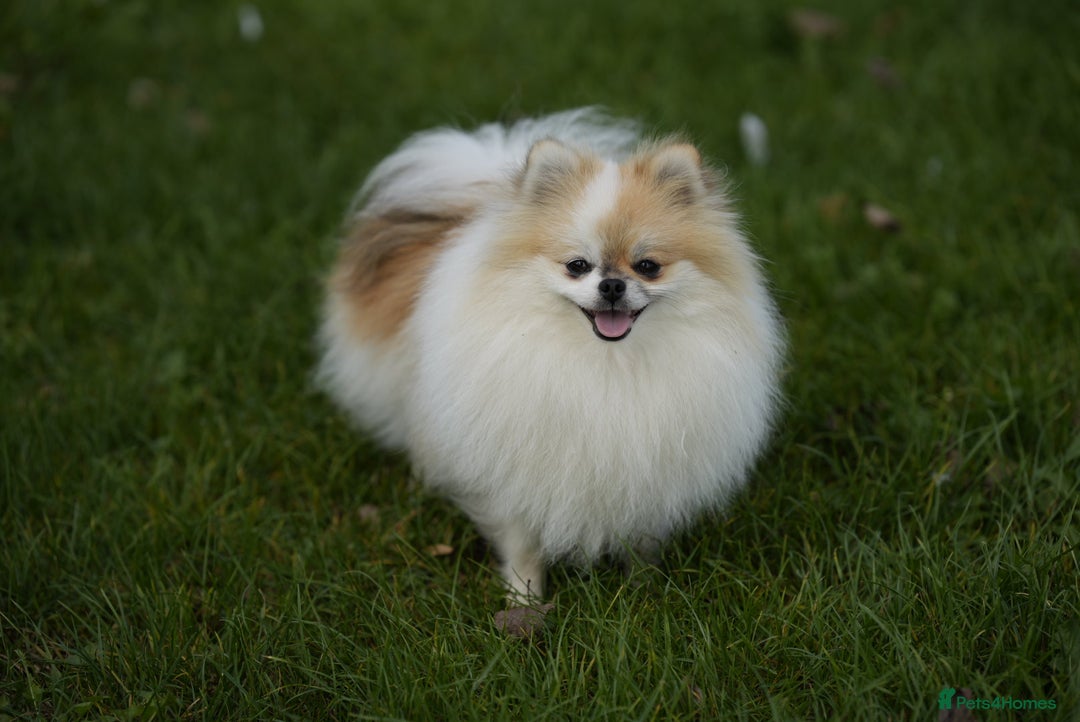 Pomeranian dogs for sale: Two cuties are looking for home  - Advert 20