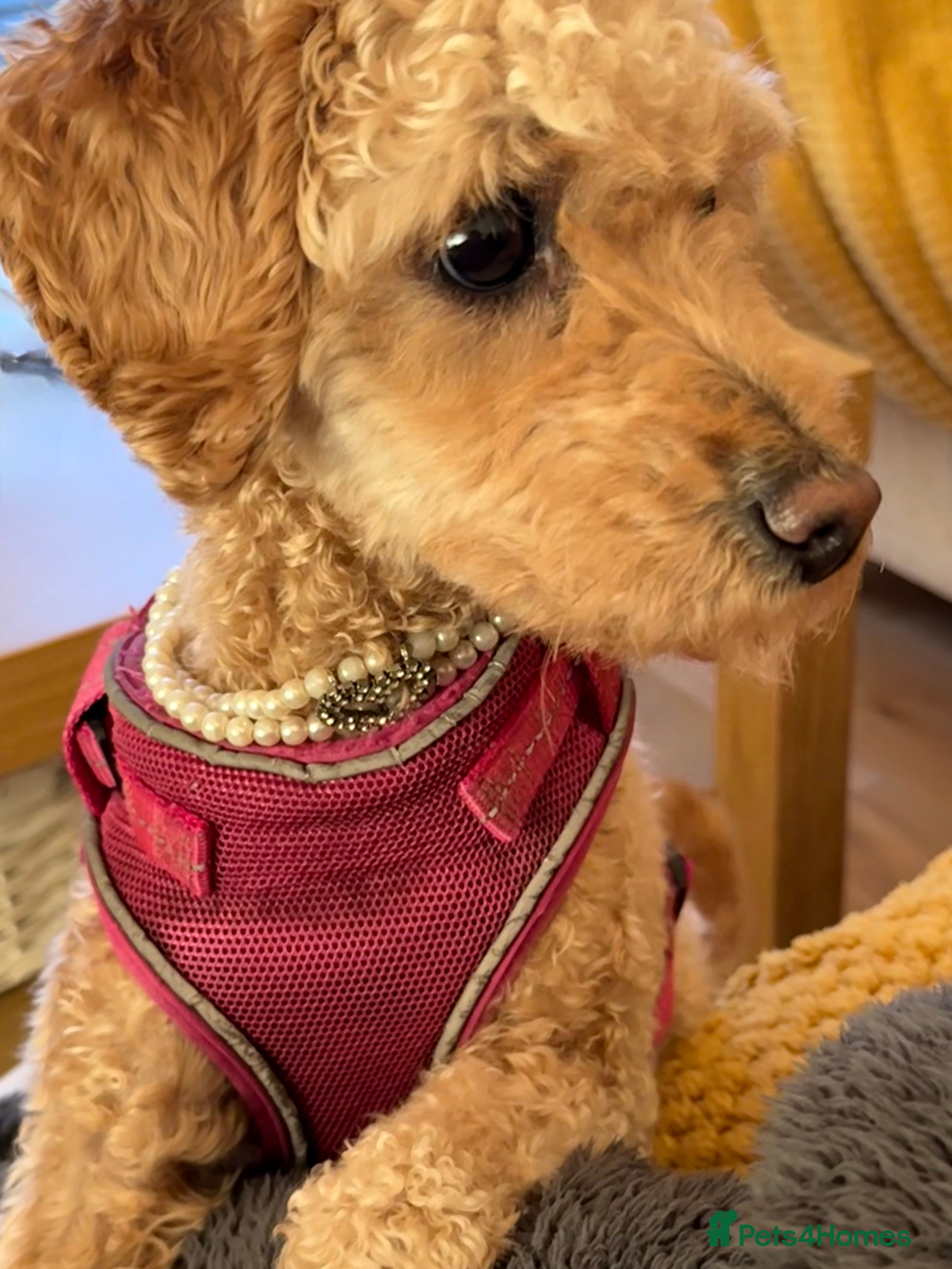 Mixed Breed dogs Beautiful 16 month Cavapoochon available now - Advert 15