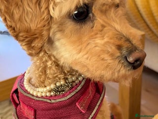 Mixed Breed dogs Beautiful 16 month Cavapoochon available now - Advert 8