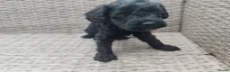 Cockapoo dogs for sale: Teddy cockapoo - Advert 6