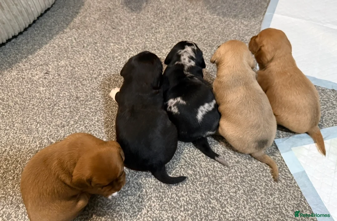 Cavapoo dogs for stud: MERLE Cavapoo - Advert 5